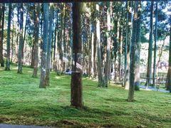 -玉苍山国家森林公园