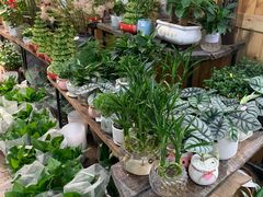 -桂林市花鸟市场