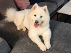 -PETKIT小佩宠物(古北店)