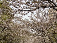 -高东镇樱花园
