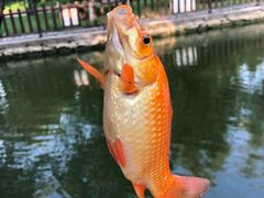 -酷鱼垂钓CLUB(朝阳区博大路店 )