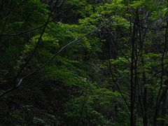 -秦岭风景区