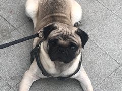 -派特宠物医院(圆融广场店)