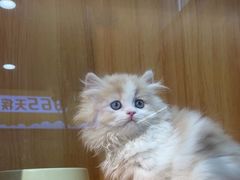 -欣宠猫屋·矮脚拿破仑·蓝金金渐层