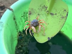 -北海金海湾红树林生态旅游区