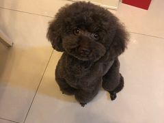 -PETKIT小佩宠物·低压洗护(国顺东路店)