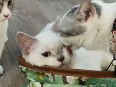 -柴迷FANS CLUB·柴犬狗咖·猫咖