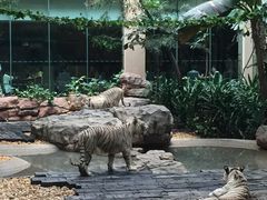景观位-白虎自助餐厅·真老虎·景观自助餐厅(广州长隆酒店)