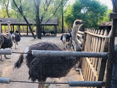 -秦皇岛野生动物园