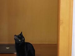 -瑞派申生动物医院·24H夜诊·国际动物医疗中心·骨外科(吴中路店)