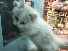 -FAELING PETS美天灵宠物(合生汇店)