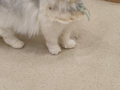 -共舞时光猫咖·狗咖(新街口店)