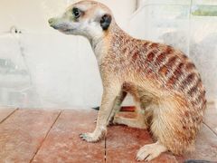 -J Create城市露营咖啡·简餐·宠物(上海动物园店)