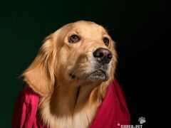 -超宠爱宠物摄影-Super pet