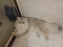 -宠颐生宠物医院·骨外科·犬猫全科诊疗中心(池州店)