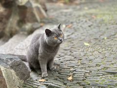-西园寺