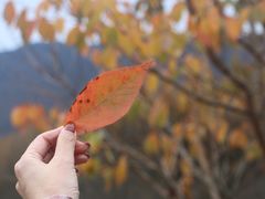 -光雾山旅游景区