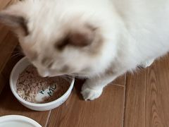 -凯特喵百思猫专科医院