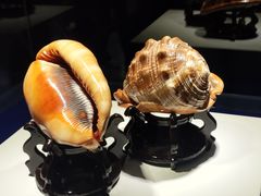 -贝壳王国博物馆