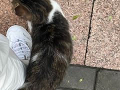 -宠物之家Pets Home 宠物寄养酒店