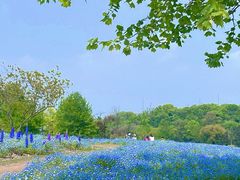 -上海辰山植物园