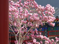 -天津大悲禅院