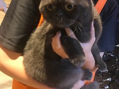 -八公叔叔宠物美容连锁(春申店)