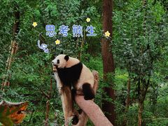 -成都大熊猫繁育研究基地