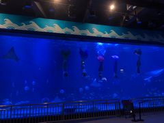 -烟台海昌鲸鲨海洋公园