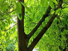 -柴务处·柴犬主题狗咖