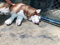 -TrueLove @ Neverland (Husky Cafe)