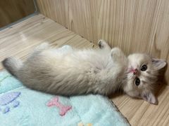 -屋虎猫馆(宝安大仟里店)