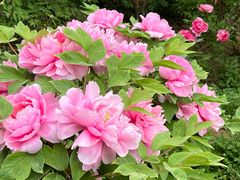 -北京西山国家森林公园