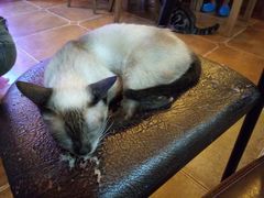 猫咪-李小姐の猫咖啡馆(五角场店)