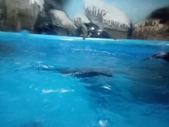 -泉城欧乐堡海洋极地世界
