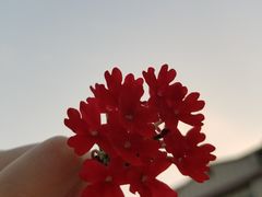 -捞旺猪肚鸡(街道口店)