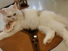 -共舞时光猫咖·狗咖(新街口店)