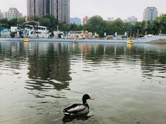 -团结湖公园