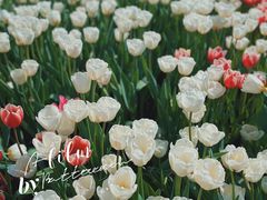 -厦门园林博览苑