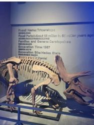 -恐龙探索乐园(磁器口店)