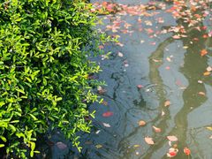 -西湖外事游船(湖滨二公园外事游船码头)