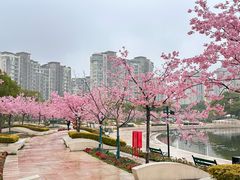 -新江湾城公园