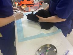 -福州肆爪动物医院