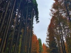 -山王坪喀斯特国家生态公园