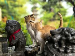 -龙华素斋(龙华路店)