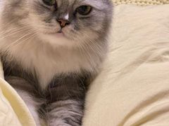 -瑞鹏宠物医院·骨科·猫科·内科(第一中心)