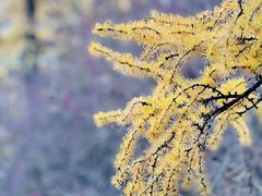 -贡嘎雪山