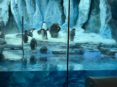 -帝企鹅自助餐厅•儿童岛•真企鹅(长隆企鹅酒店)