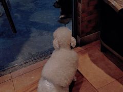 -more than meow吴止猫主题餐厅(承德 中船汇店)