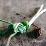 美味菜谱之糟毛豆